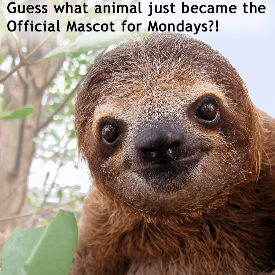 Mascots: Origin and meaning