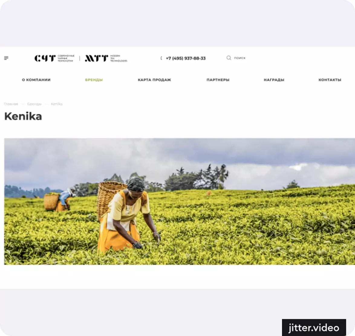 Kenika: Redesigning the digital identity of a tea brand
